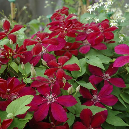 Клематис гибридный Вестерплат